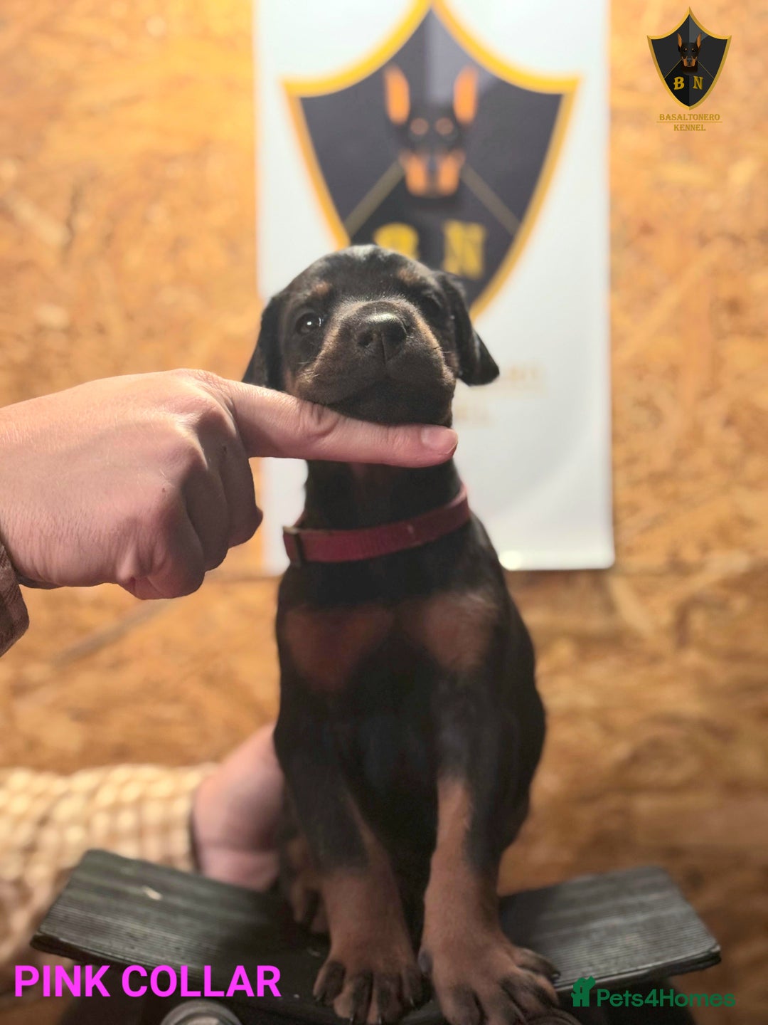 Dobermann dogs for sale: 🐾 Dobermann puppies/KC reg🐾 Top Pedigree - Advert 32