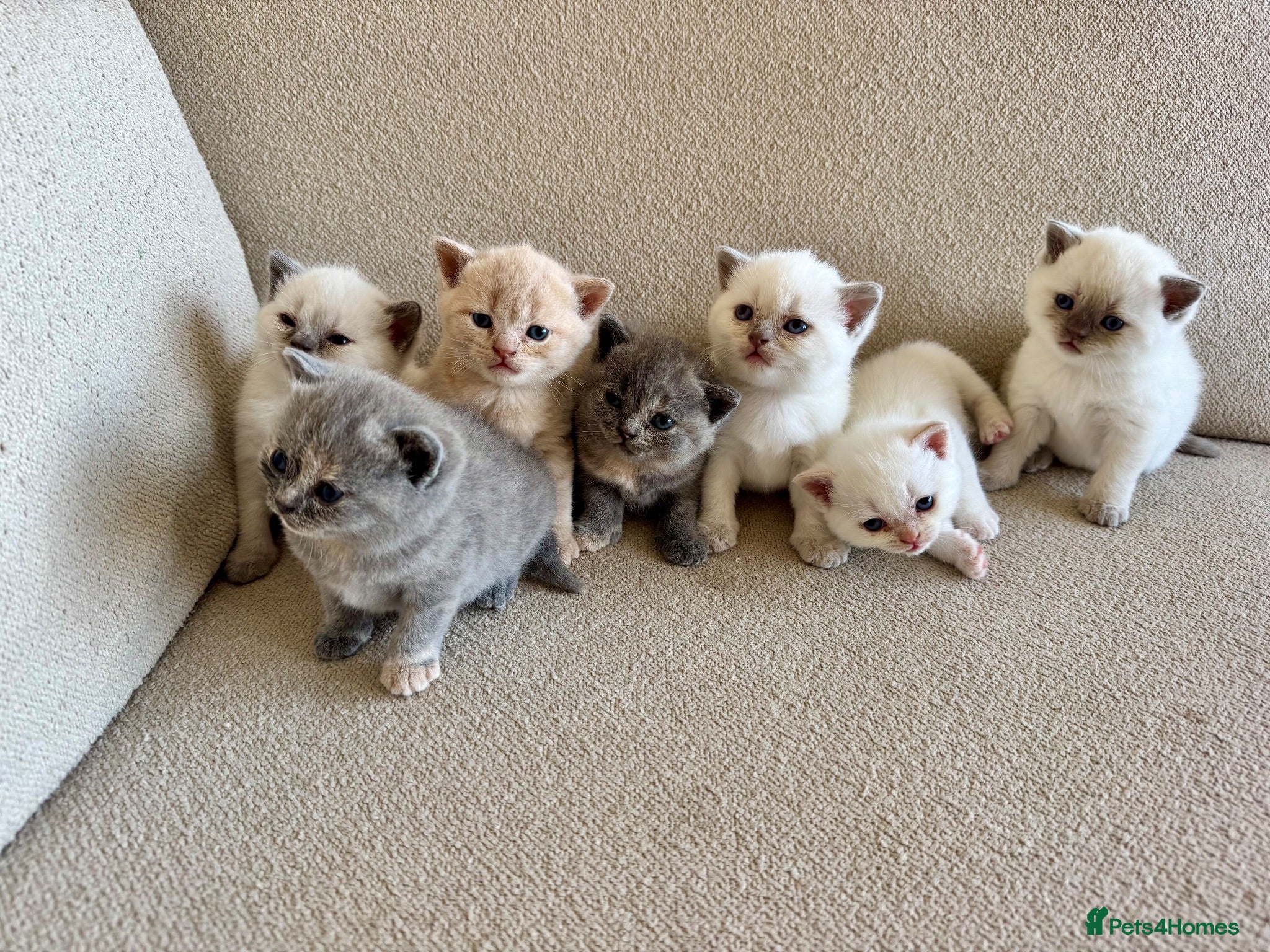 British Shorthair cats FULL PEDIGREE BSH KITTENS IN THE COTSWOLDS - Advert 1