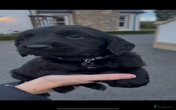 Mixed Breed dogs for sale: Golden retriever / border terrior mix  - Image 1
