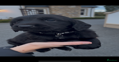 Mixed Breed dogs - Advert 15