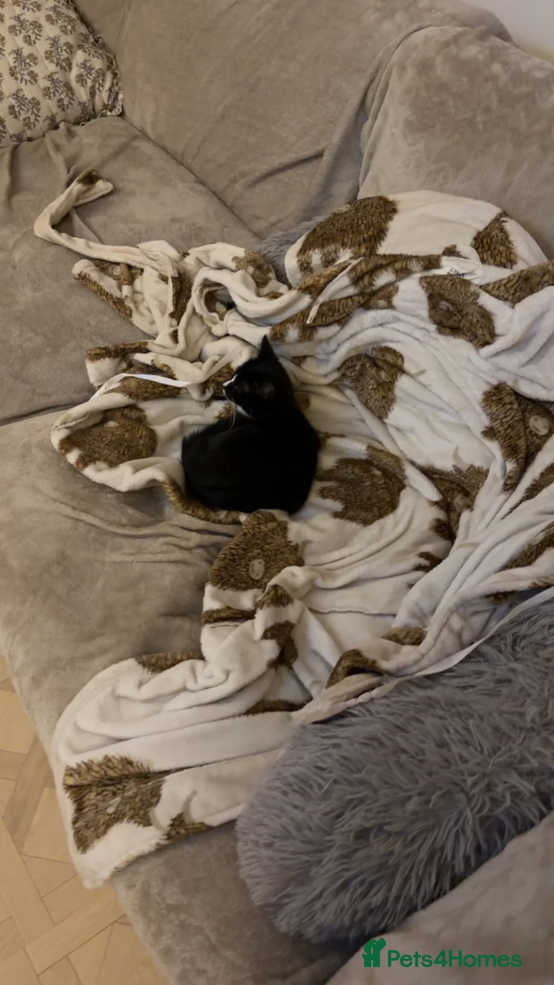Mixed Breed cats for sale: Luna  - Advert 3