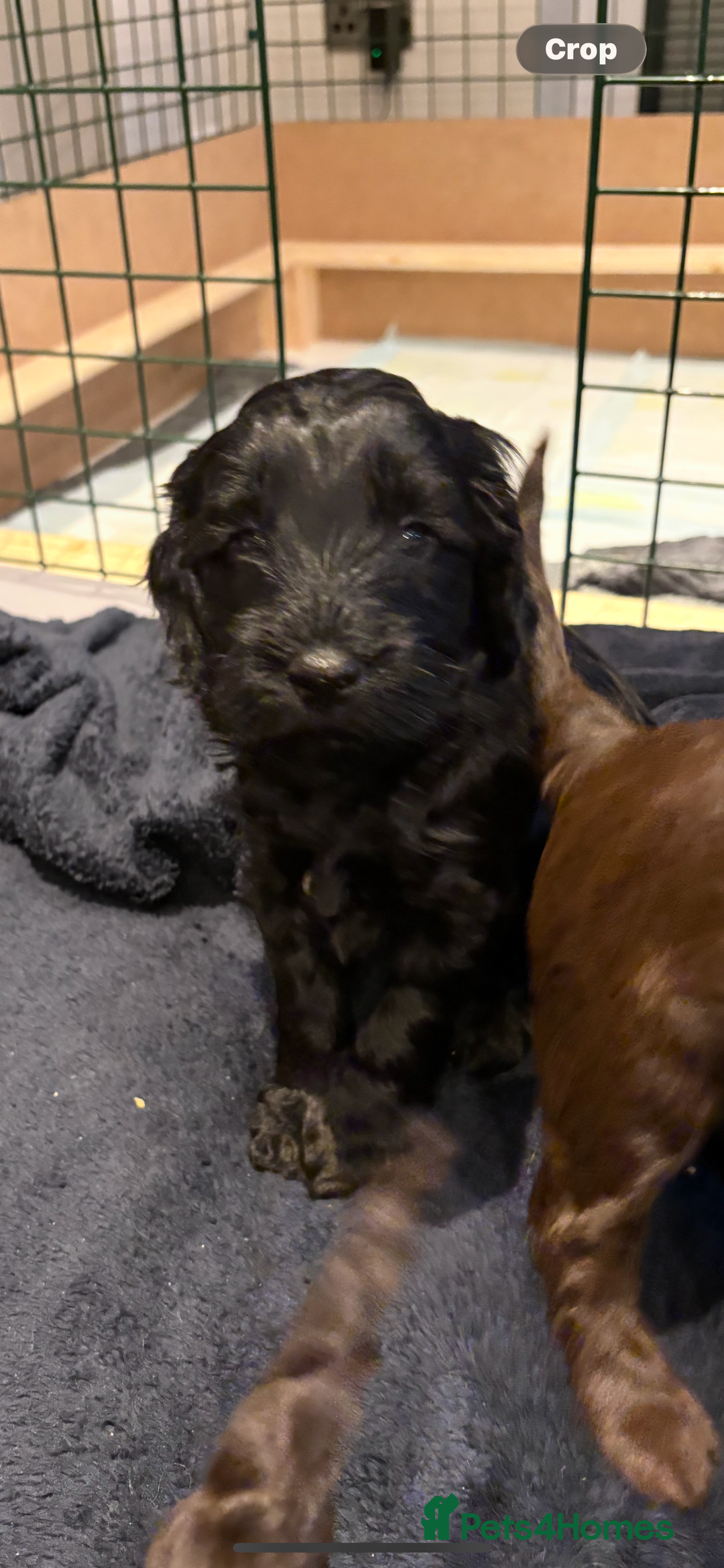 Cockapoo dogs for sale: Super cute cockapoo puppies 🥰 - Advert 2
