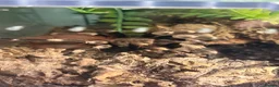 Tarantulas invertebrates for sale: Mix of Tarantulas needing new home in Newcastle upon Tyne - Advert 2