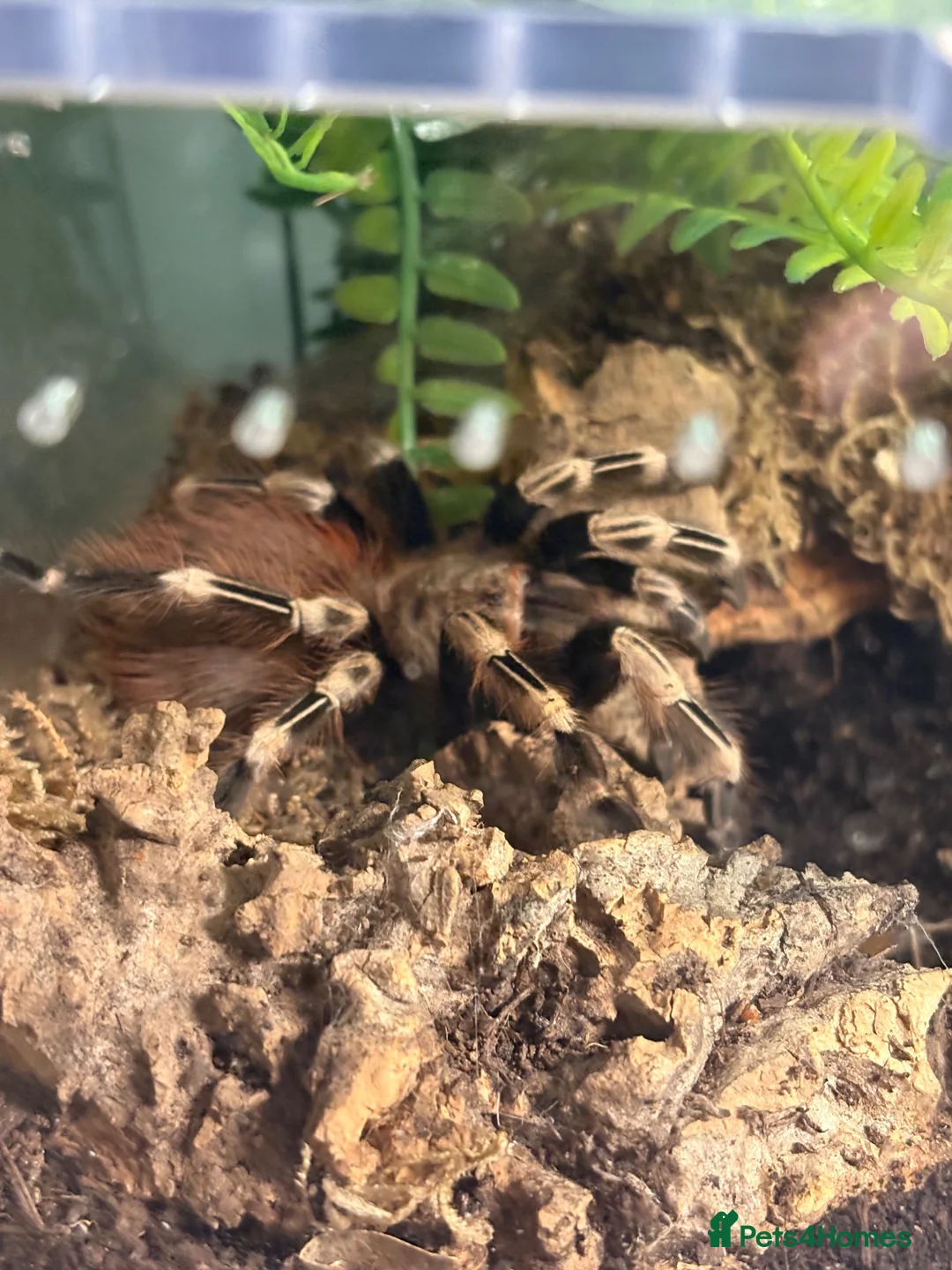 Tarantulas invertebrates for sale: Mix of Tarantulas needing new home in Newcastle upon Tyne - Advert 2