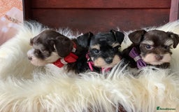 Miniature Schnauzer dogs for sale: 5* Licensed KC Toy Chocolate Schnauzers - Image 36