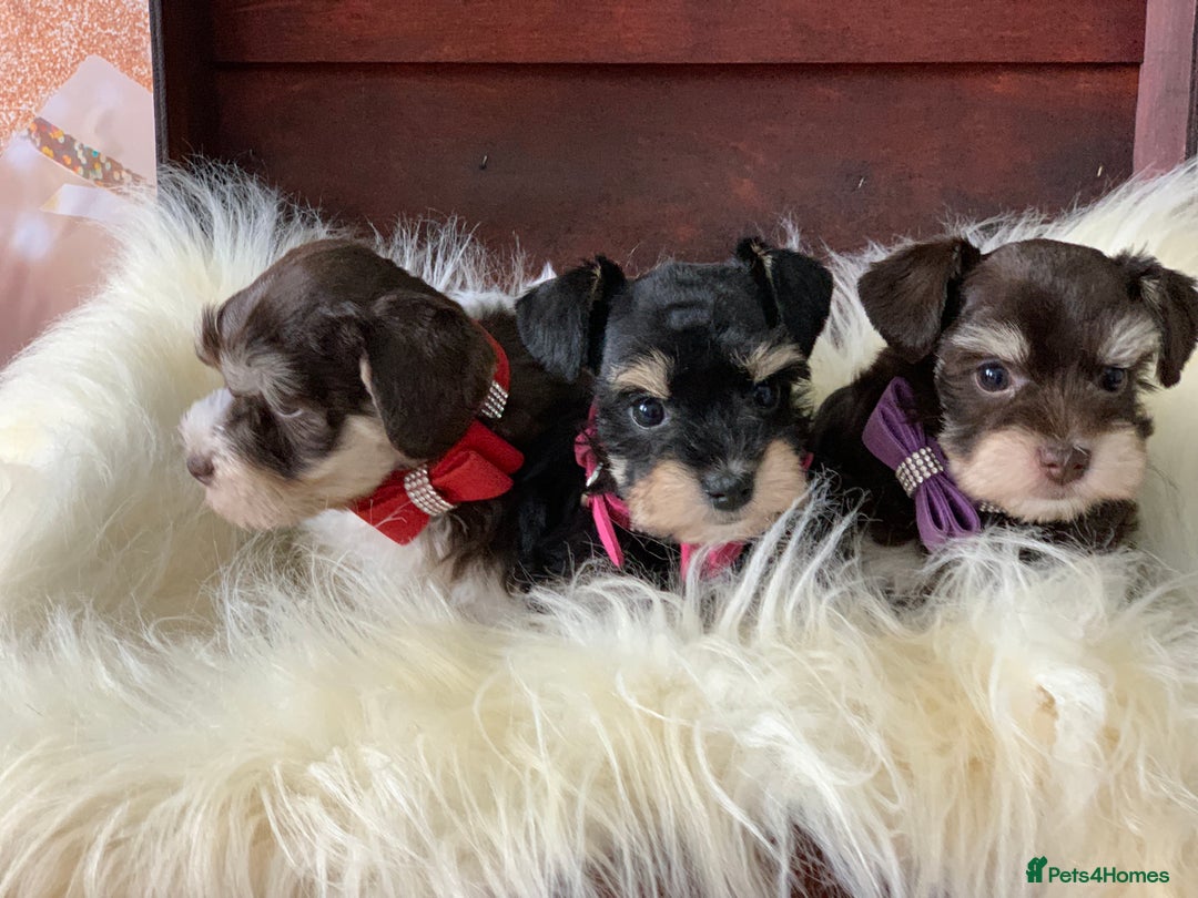 Miniature Schnauzer dogs for sale: 5* Licensed KC Toy Chocolate Schnauzers - Image 36