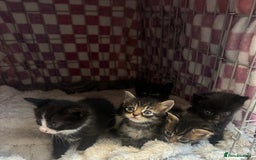 British Longhair cats for sale: 6 Super Friendly British Long Haired Kittens - Image 7