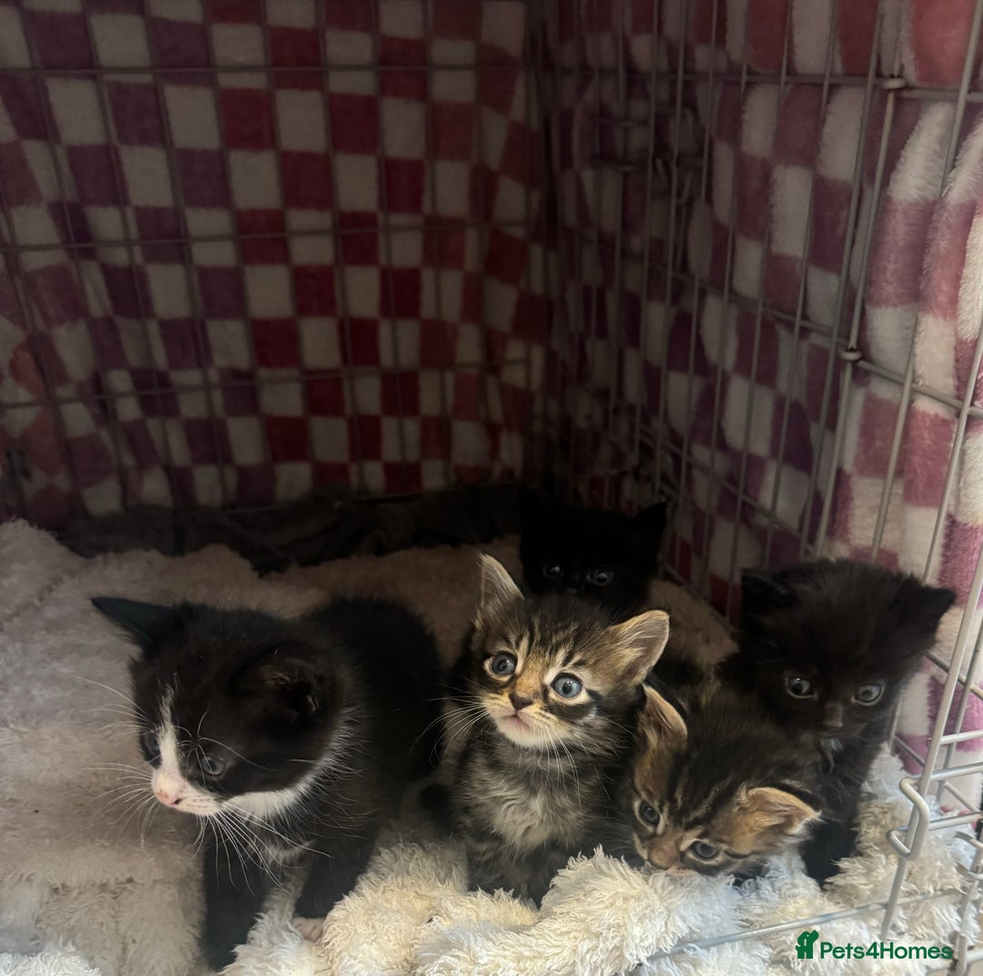 British Longhair cats for sale: 6 Super Friendly British Long Haired Kittens - Image 7