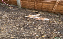 Chickens poultry for sale: Trio of bantams - Image 2