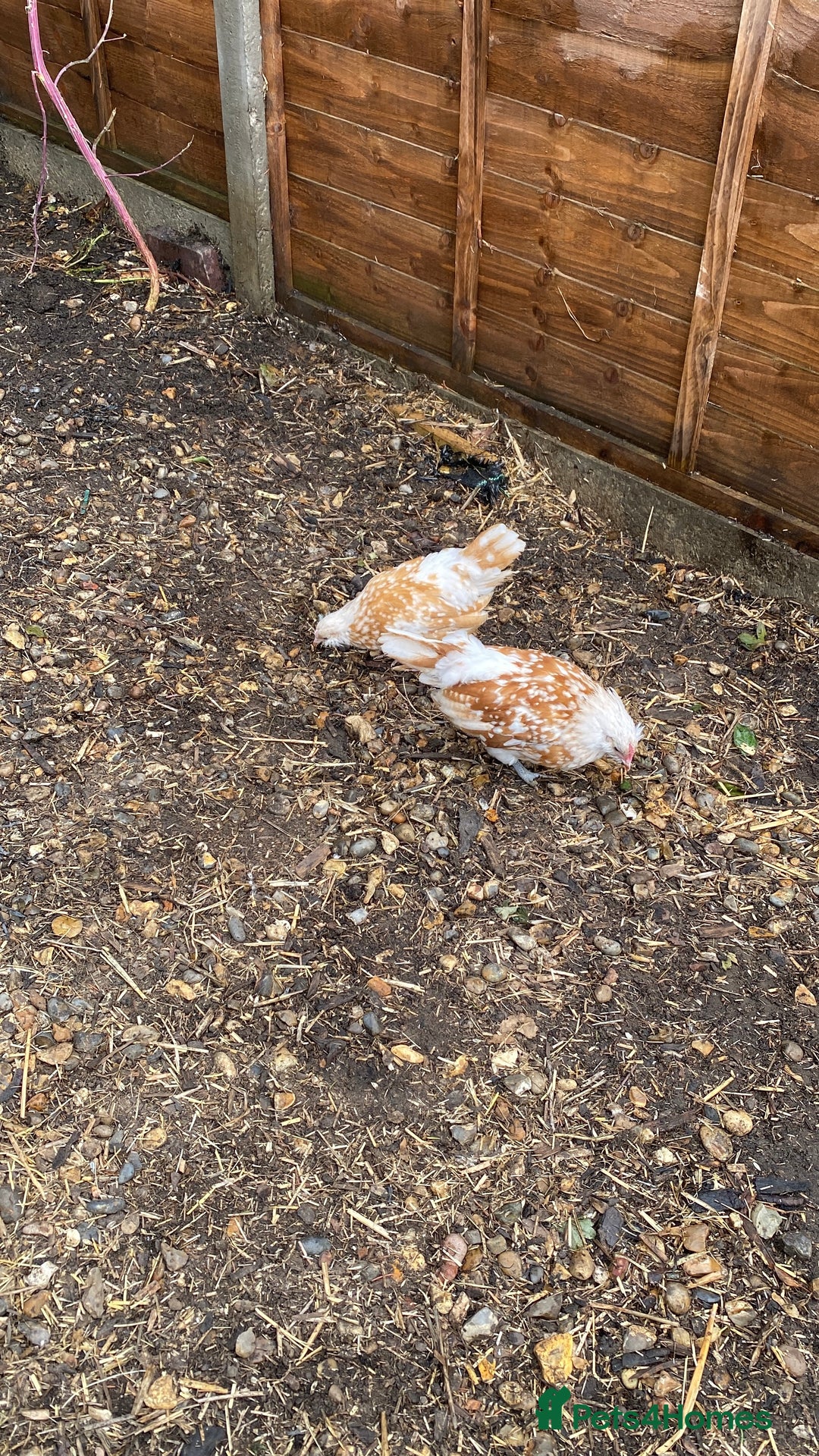 Chickens poultry for sale: Trio of bantams - Image 2