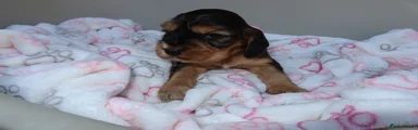 Cocker Spaniel 4
