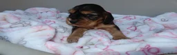 Cocker Spaniel dogs for sale: Beautiful show type cocker spaniel puppy’s  - Advert 7
