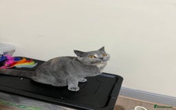 British Shorthair cats for sale: Adorable GCCF registered BSH kittens - Image 15