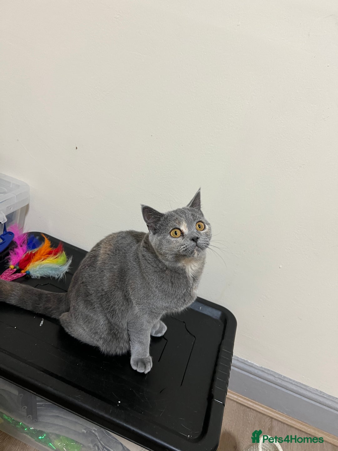 British Shorthair cats for sale: Adorable GCCF registered BSH kittens - Image 15