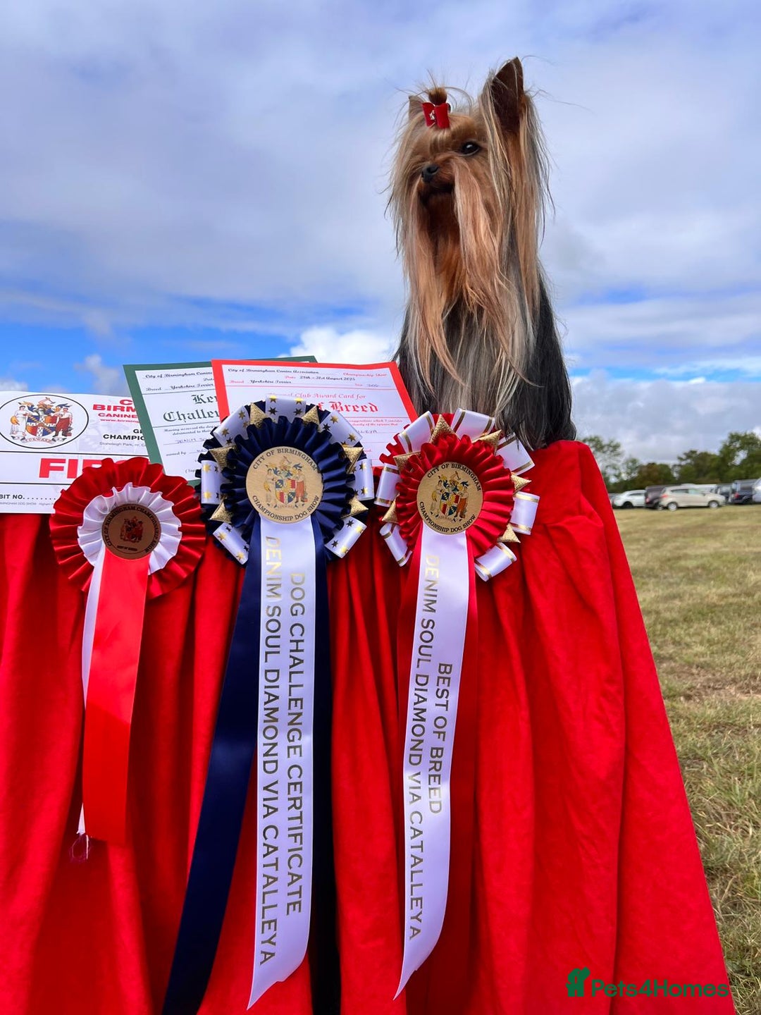 Yorkshire Terrier dogs for sale: Yorkshire Terrier Puppies – Ready 24 Dec - Image 17