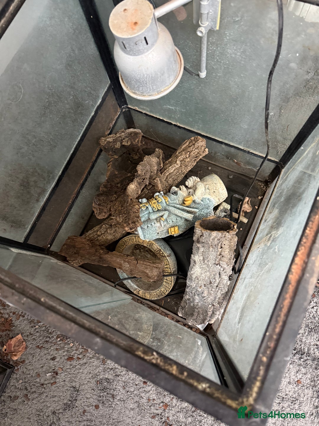 Mixed Breed reptiles for sale: Viv for sale  - Advert 2