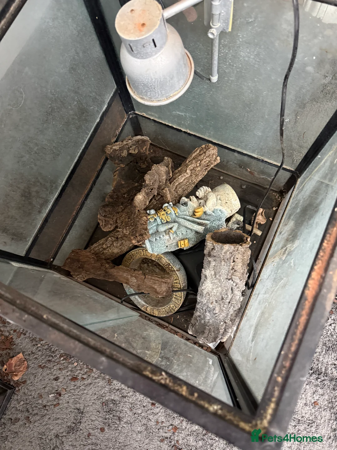 Mixed Breed reptiles for sale: Viv for sale  - Advert 2