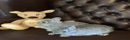 Netherland Dwarf rabbits for sale: 2 handsome pure bred Netherland Dwarf rabbits - Advert 19