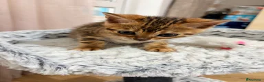 Bengal 2