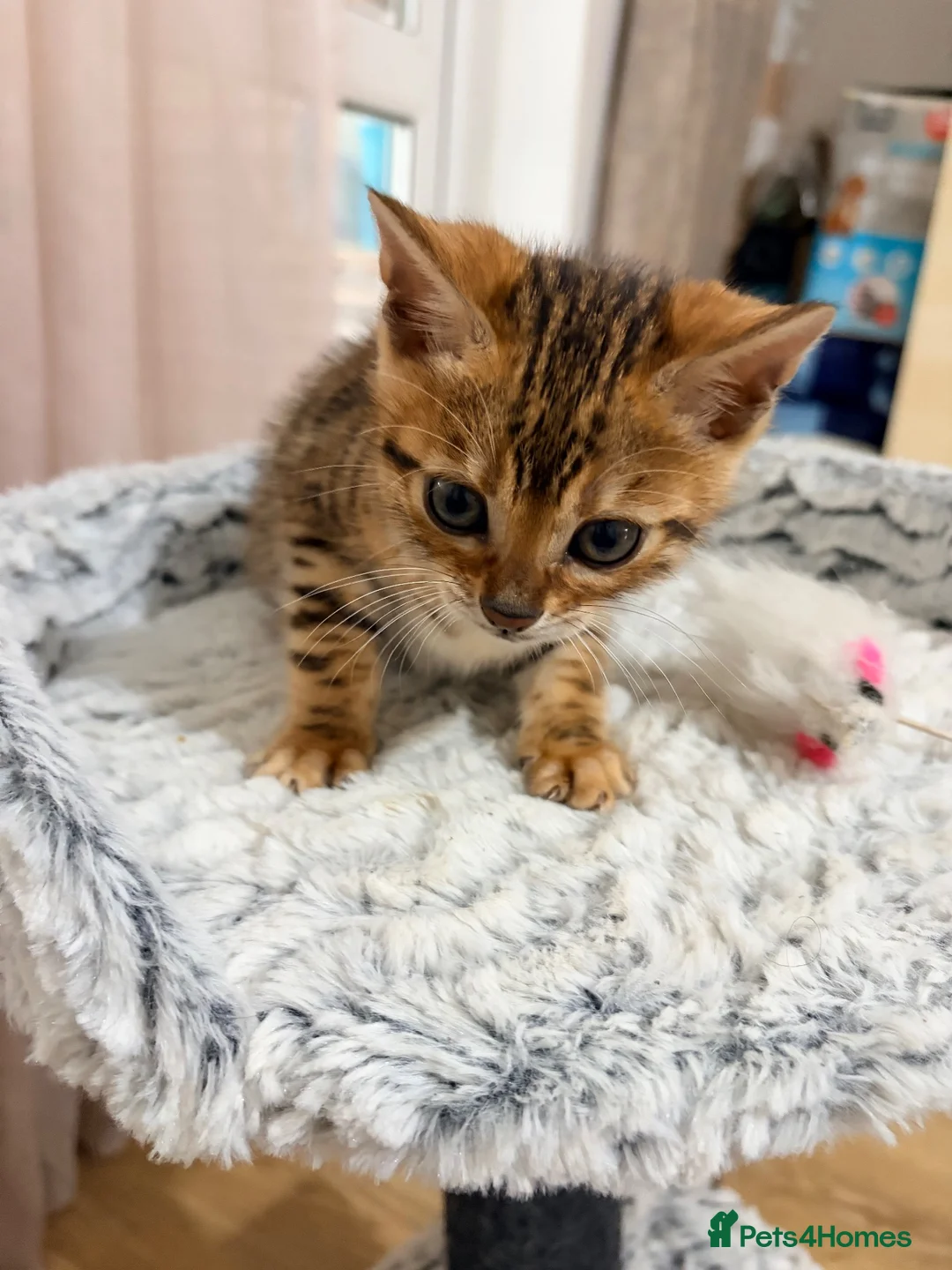 Bengal cats for sale: Quality Bengal kittens in Harrow - Advert 2