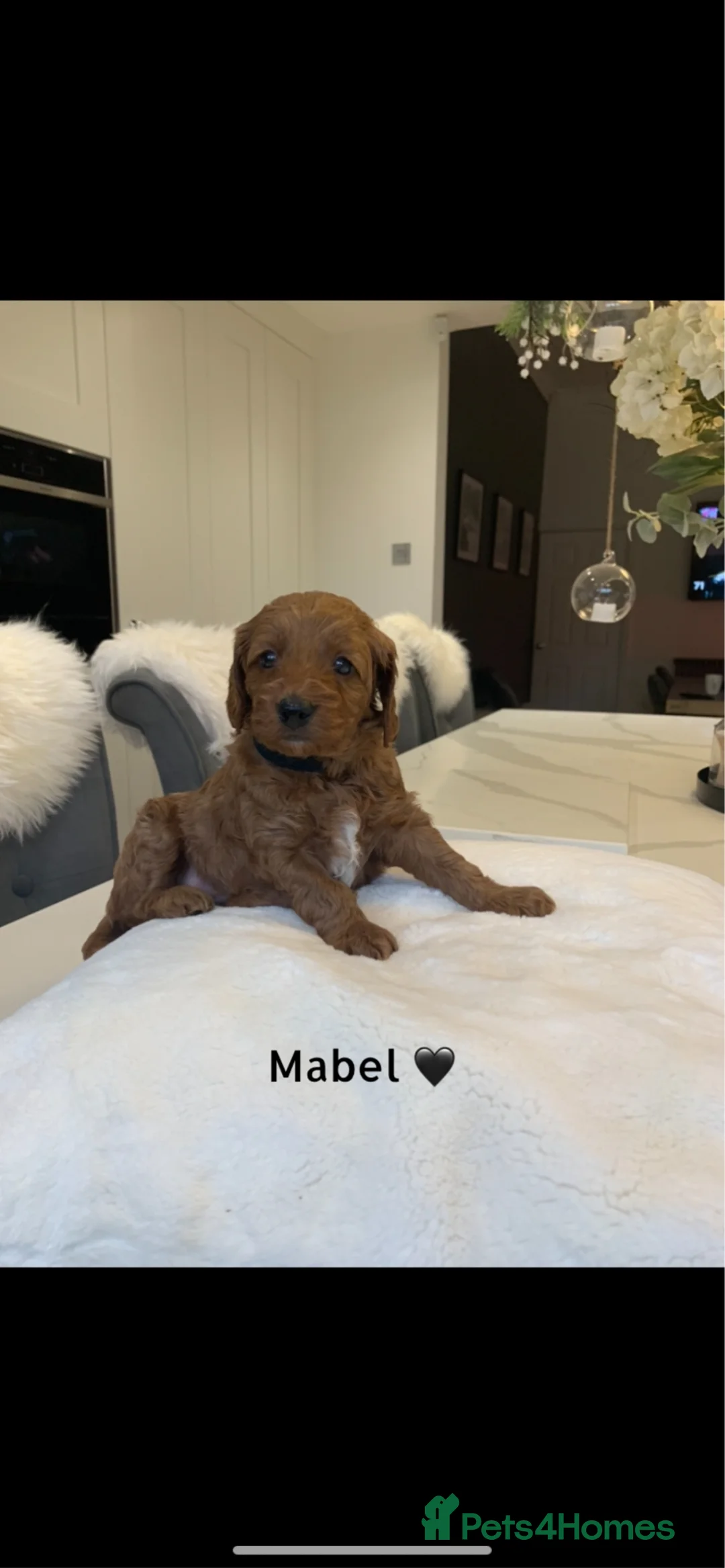 Miniature Poodle dogs for stud: Our Very handsome, charming Red Miniature Poodle  in Warrington - Advert 26