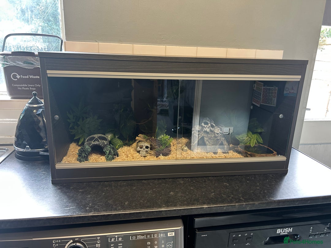 King Snake reptiles for sale: Mexican Black Kingsnake & Full Setup  - Image 9