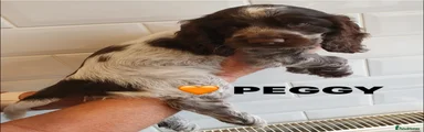 🧡 PEGGY - RESERVED