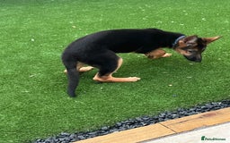 German Shepherd dogs for sale: Healthy German shepherd puppy needs new home - Image 8