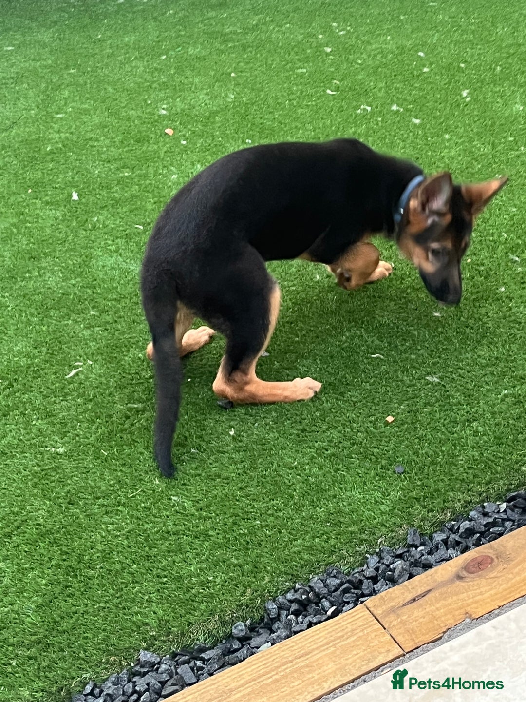 German Shepherd dogs for sale: Healthy German shepherd puppy needs new home - Image 8
