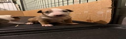 English Bull Terrier dogs for sale: English bull terriers 5 girls  - Advert 12