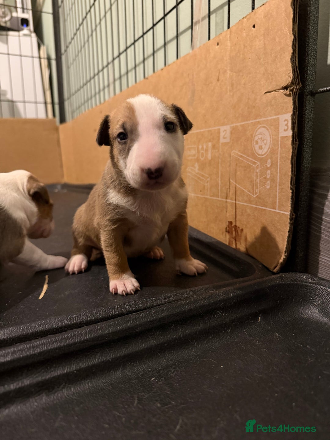 English Bull Terrier dogs for sale: English bull terriers 5 girls  - Advert 12