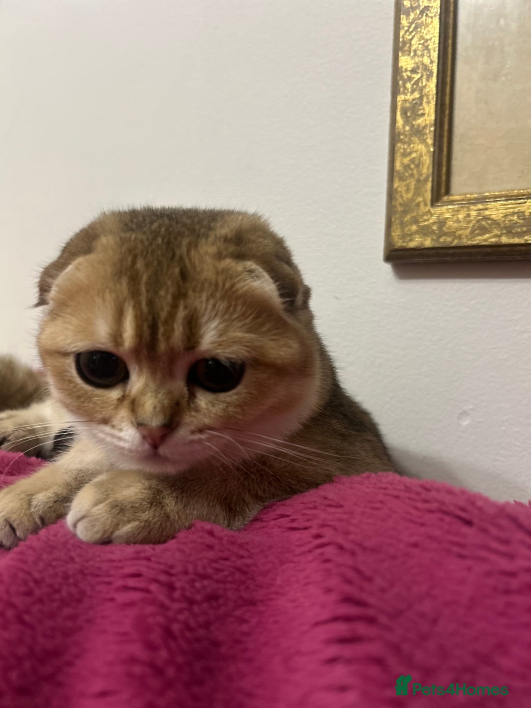 Scottish Fold cats for sale: Beautiful Gold chinchilla girl - Image 12
