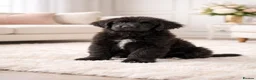 Newfoundland dogs for sale: 2 Newfoundland puppy girls - Advert 2
