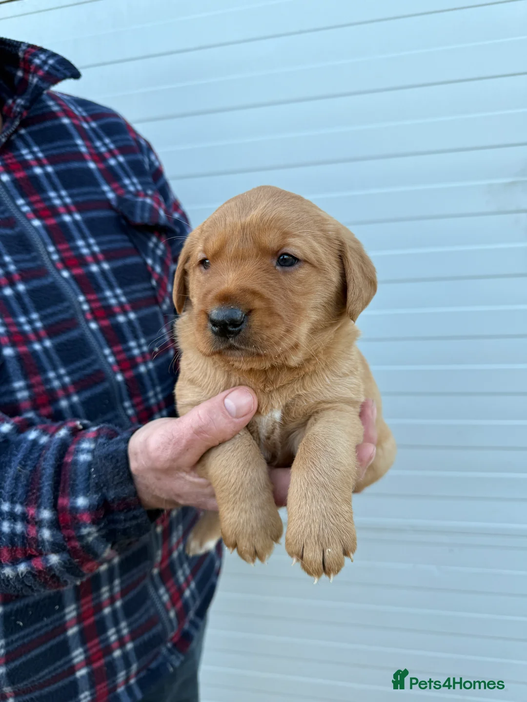 Goldador dogs for sale: Chunky dark red goldador puppies  - Advert 3