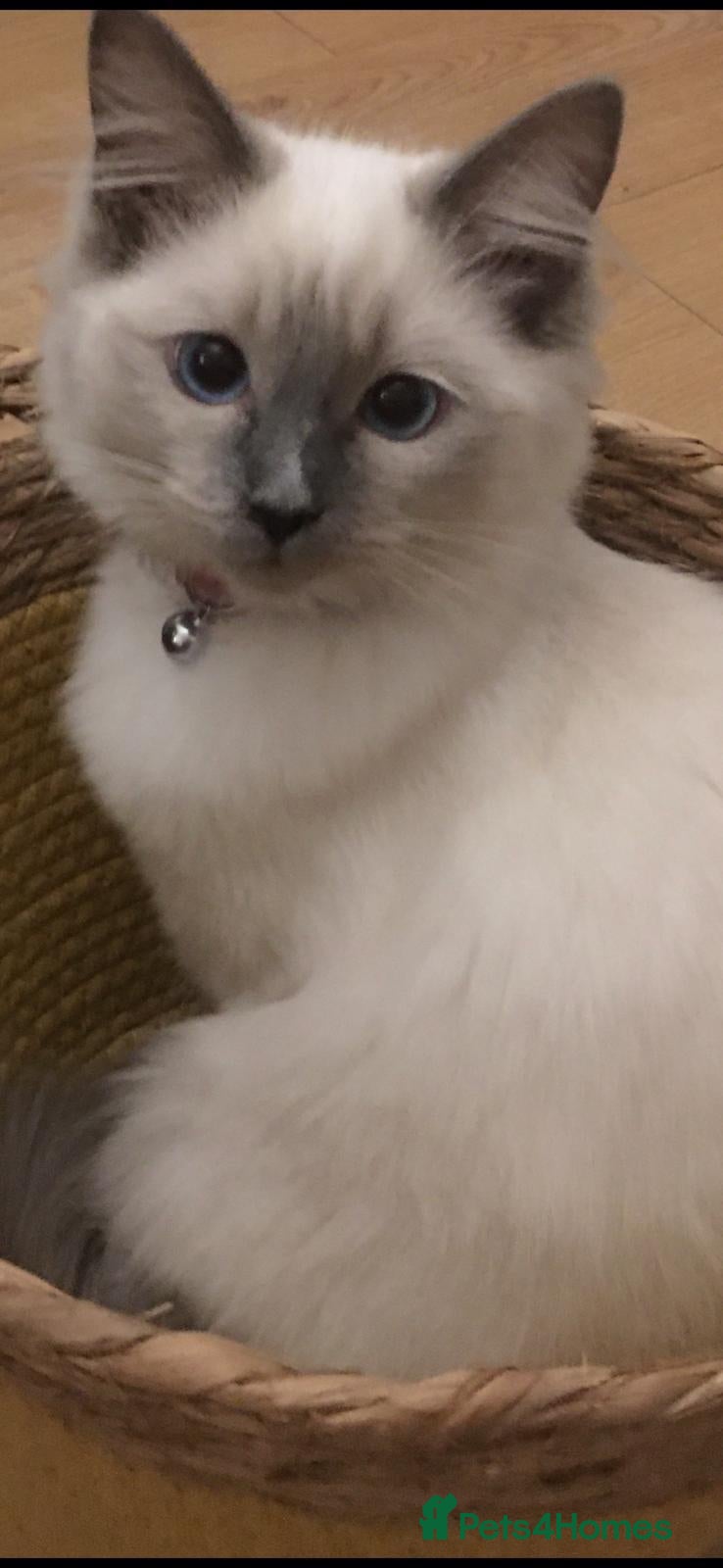 Ragdoll cats 7 Beautiful blue eyed pedigree Ragdolls - Advert 5