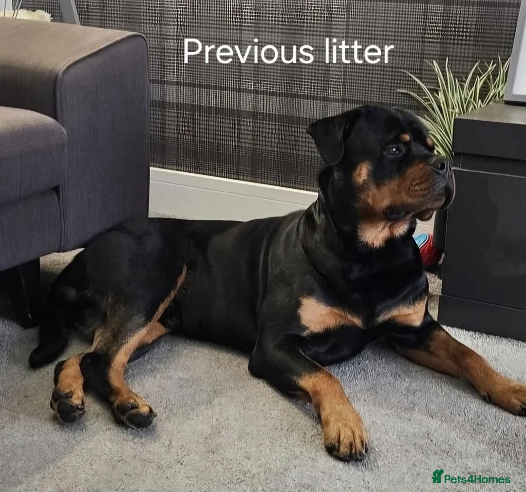 Rottweiler dogs for sale: 🩷BIG VIN GIRLS AVAILABLE🩷 - Advert 23