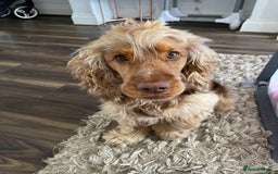 Cocker Spaniel dogs for stud: Proven Chocolate Sable Show Cocker STUD in Hull - Image 5