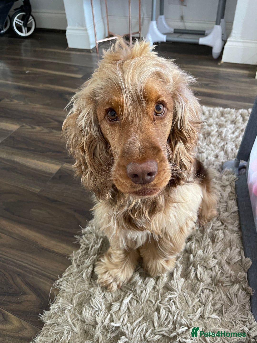 Cocker Spaniel dogs for stud: Proven Chocolate Sable Show Cocker STUD in Hull - Image 5