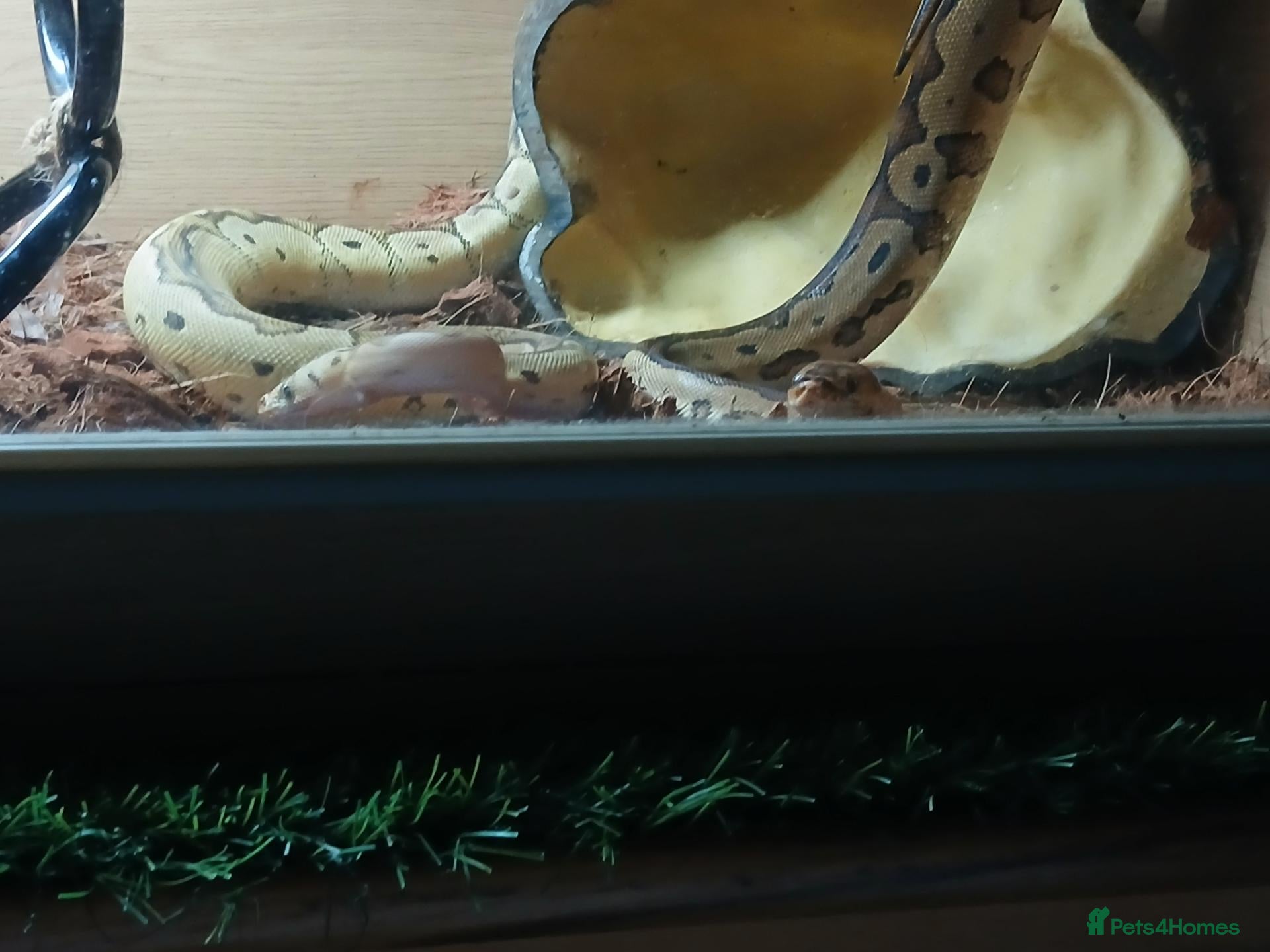 Python Snake reptiles Royal jackson python - Advert 2