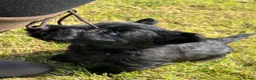 Scottish Terrier dogs for sale: Scottish terrier pups KC registered  - Advert 16