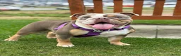 English Bulldog dogs for sale: KC English bulldog puppies  - Advert 23