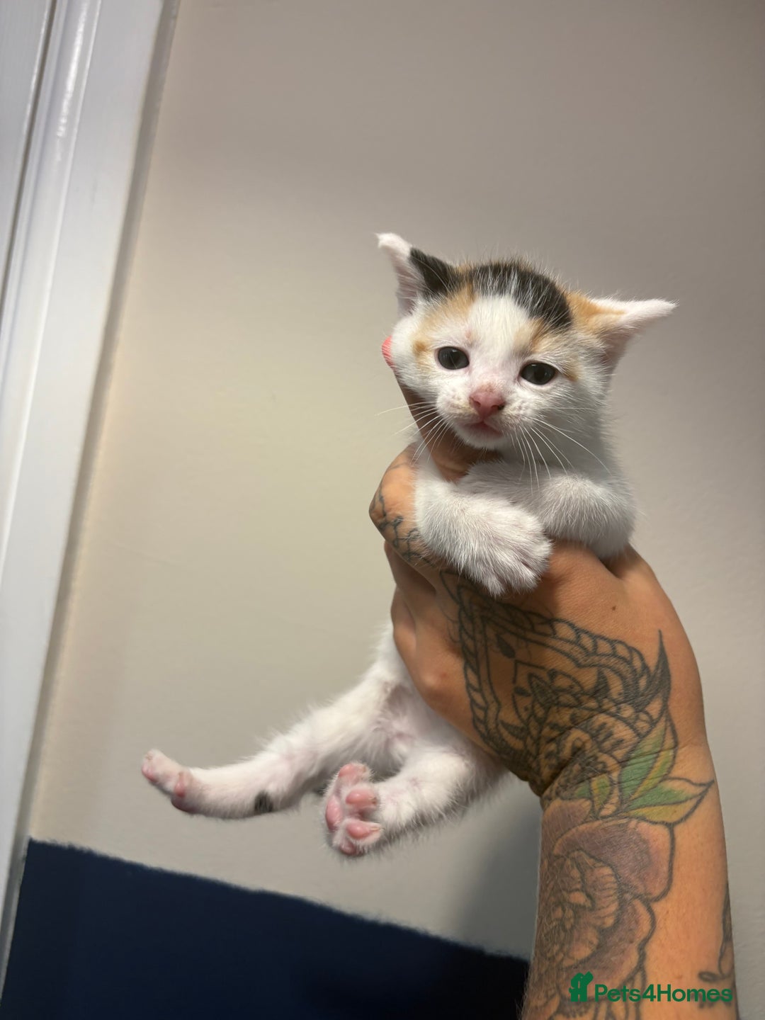 Mixed Breed cats for sale: Calico mixed breed - Image 2