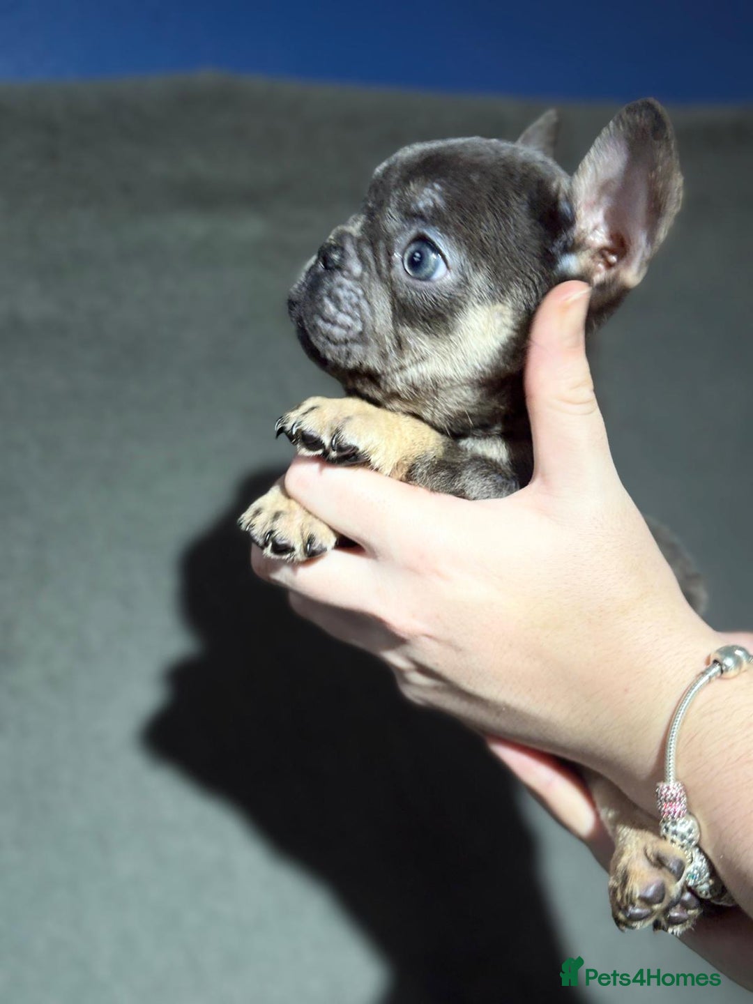 French Bulldog dogs for sale: Beautiful French bulldog puppies  - Advert 11