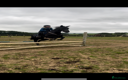 American Standardbred horses for sale: 15hh black mare  - Image 7