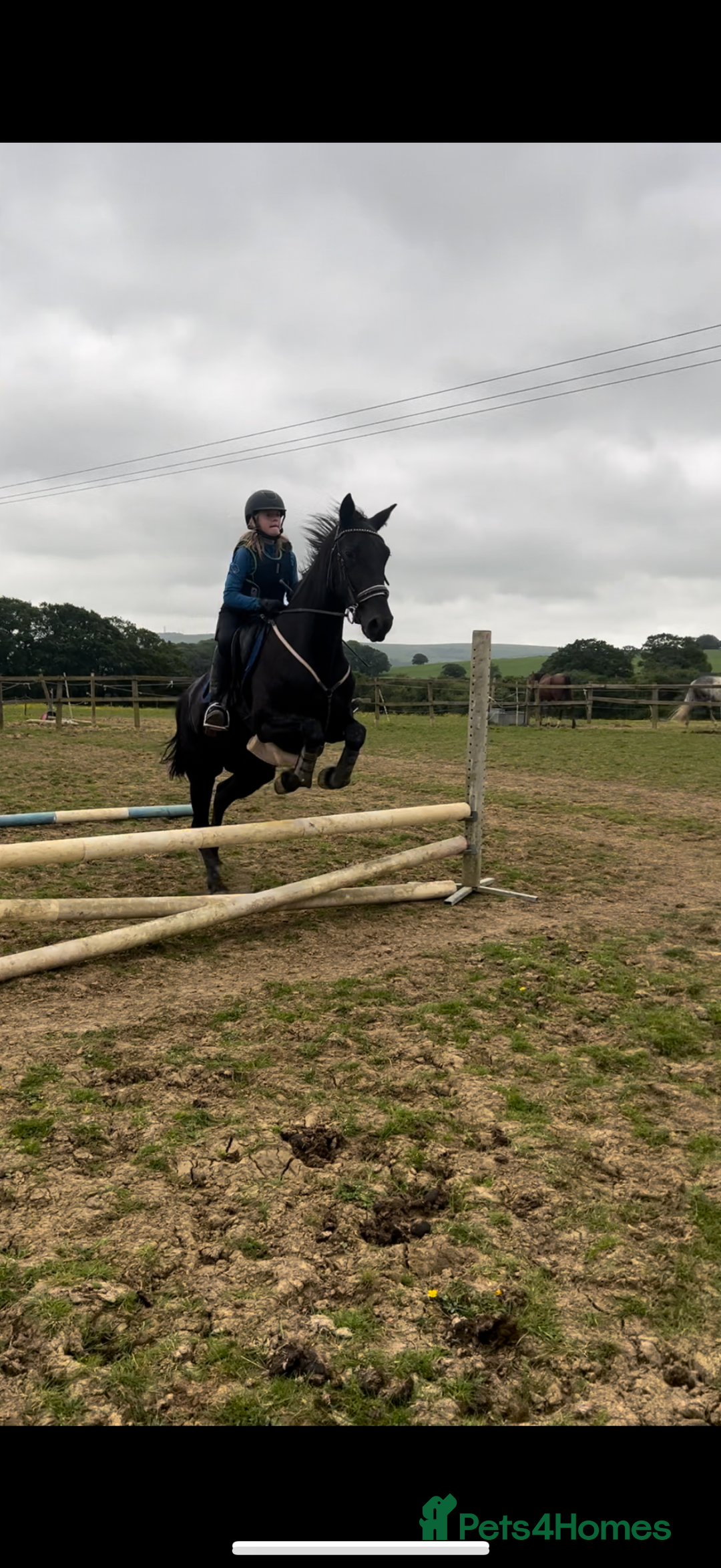 American Standardbred horses for sale: 15hh black mare  - Image 7