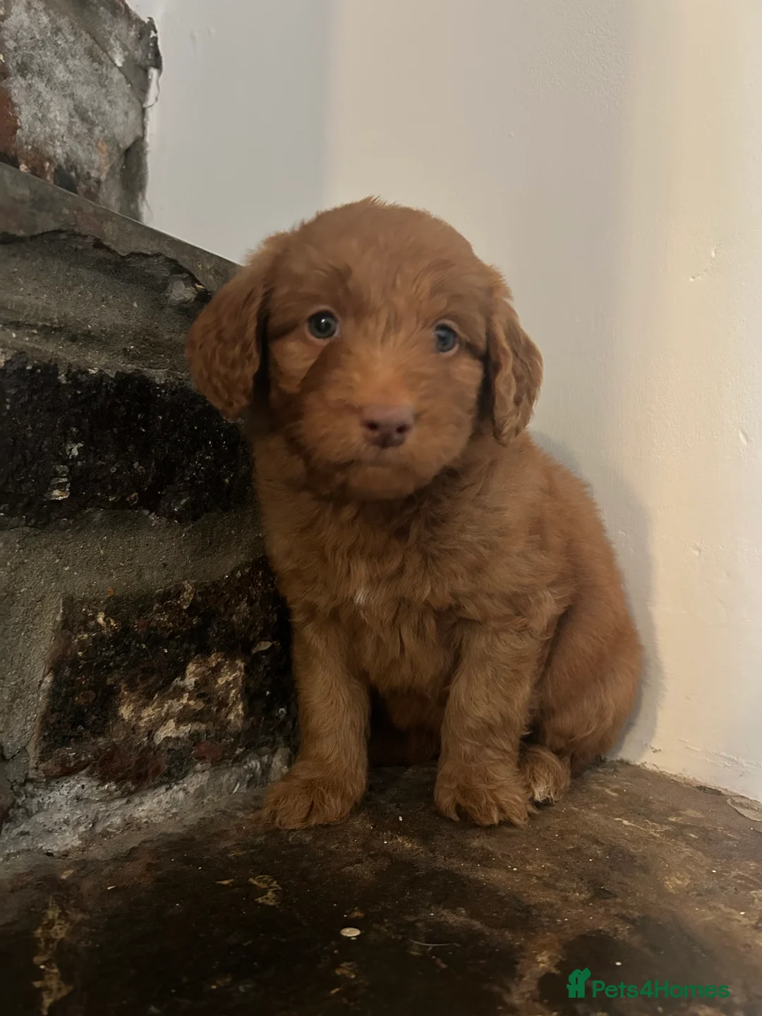 Mixed Breed dogs for sale: Red doodles - Advert 5