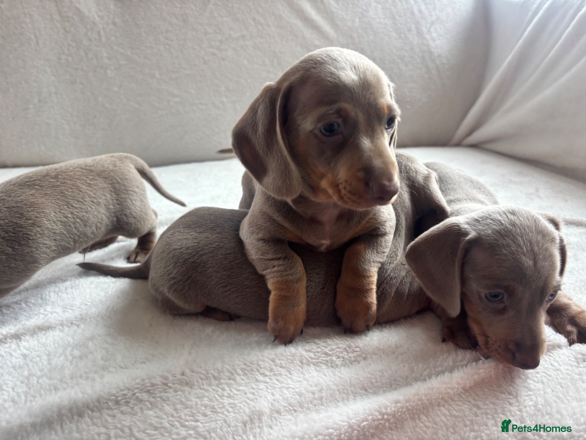 Miniature Dachshund dogs Miniature dachshund  - Advert 1