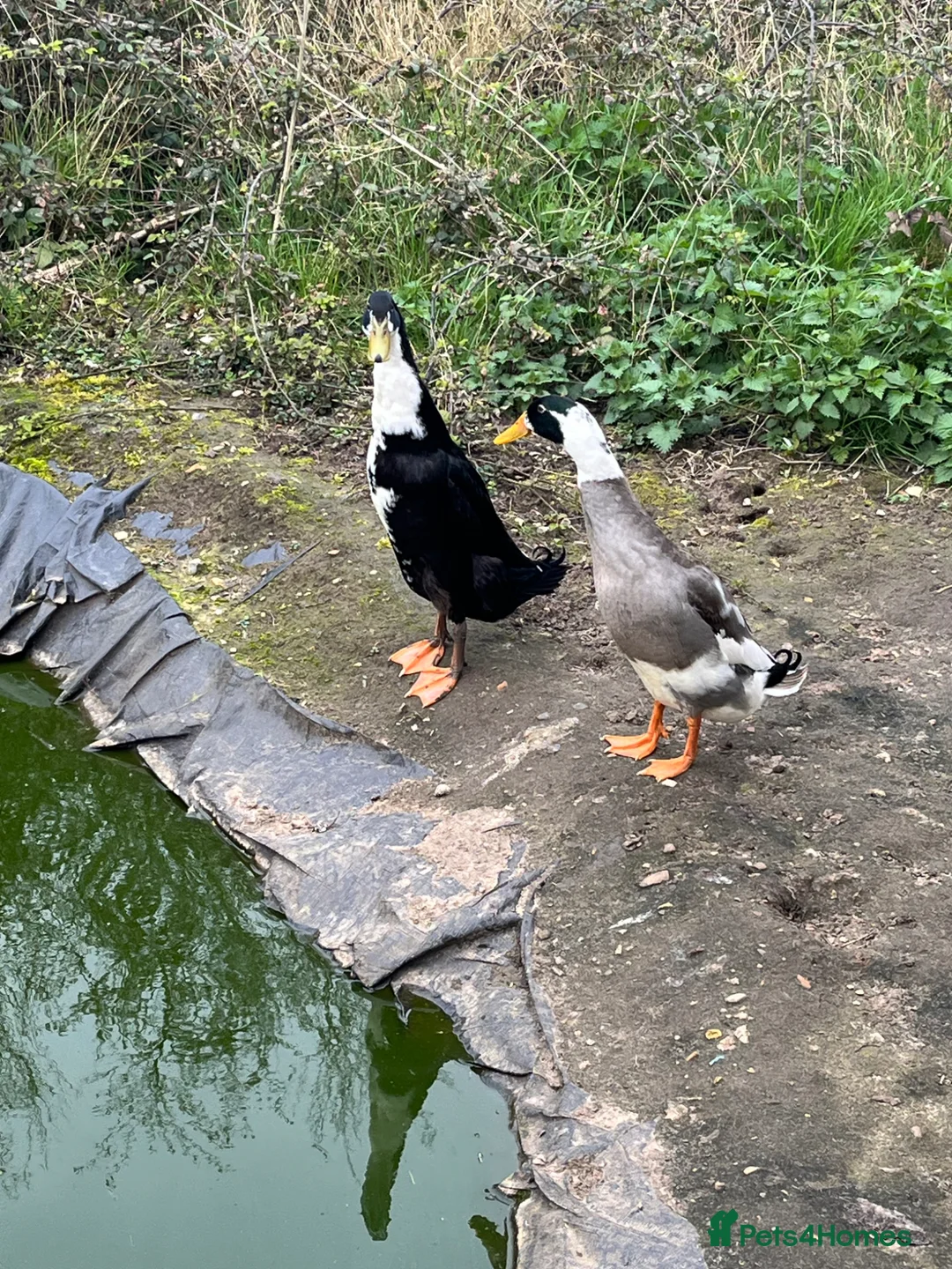 Ducks poultry for sale: Two Male Friends Indian Runner Ducks -  - Advert 2