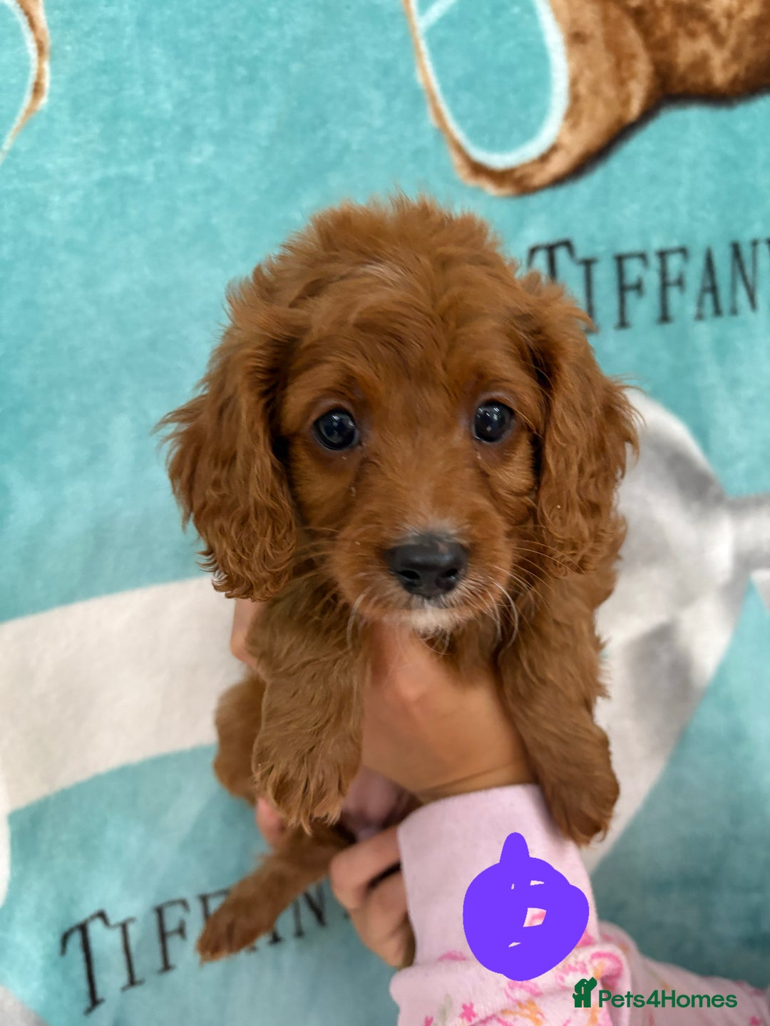 Cavapoo dogs for sale: READY NOW!! F1 Cavapoos  - Image 2