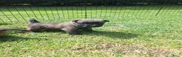 Cairn Terrier dogs for sale: Cairn Terrier Puppies for sale  - Advert 7